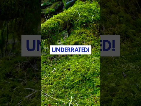 You’re not paying enough attention to moss