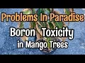 Problems in Paradise - Boron Toxicity in Mango Trees