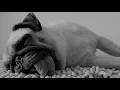 Max Raabe - Der Perfekte Moment Wird Heut Verpennt (Garry Ocean Remix)