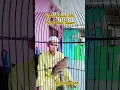 Download Lagu tepus kepala abu#burung #kicaumania #kicaumanianusantara #birds #burungkicau