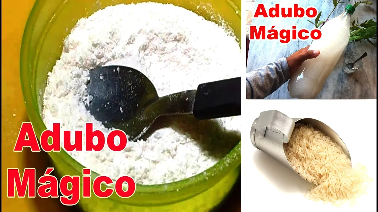 ADUBO MÁGICO PARA SUAS ORQUÍDEAS E SAMAMBAIAS