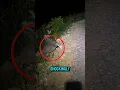 Download Lagu Suara Burung Mengerikan yang Wajib Kamu Dengar! 😱