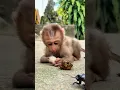 Download Lagu Watch this shocked monkey when he sees... - so funny! #shorts #millipedes