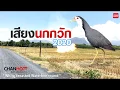 Download Lagu เสียงนกกวัก 2020 White-breasted waterhen Sound เสียงชัด100% Original