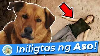ang kamangha manghang istorya ng pagligtas ng isang aso sa isang babae