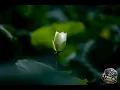 Mr. P – I Can't Look Away (Official Lyrics Video)