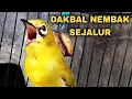 PLECI DAKBAL NEMBAK WITWIT SEJALUR VOLUME GLEDEG ..