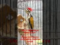 Download Lagu Masteran suara jernih pelatuk bawang, cocok untuk semua burung kicau para suhu