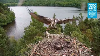 Female Osprey NC0 brings a Monster Pike to the Nest Loch of the Lowes Osprey Webcam 2022