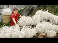 Download Lagu Harvesting snow mushroom \u0026 Selling at The Market | Mushroom growing on 2000m high cliff | Ly Thi Hoa