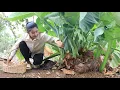 Download Lagu Harvest taro for cooking / Yummy taro root curry recipe / Cooking with Sreypov