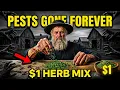 Why Hutterite Colonies Never Need Exterminators The 1 Herb Mix That Kills Every Pest