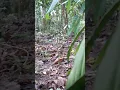 Download Lagu SERU SEKALI MIKAT BURUNG CILILIN DIHUTAN SUMATRA#shorts