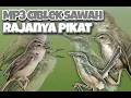Download Lagu Suara pikat ciblek sawah jernih ampuh !!! Terbaru
