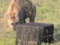 Wild spotted hyena opening a puzzle box