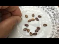 Starting Watermelon Seeds Indoors