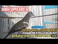 Download Lagu SUARA SUPER KRISTAL PERKUTUT BETINA GACOR BIRAHI MEMANGGIL JANTAN SUARA AMPUH UNTUK PANCINGAN GACOR