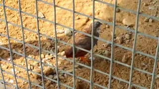 صوت ذكر السمان الصيني دندنها