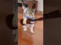 Download Lagu kucing ngamen
