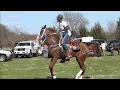Download Lagu Big Tennessee Walking Horse Trail Ride and Horse Show in Mineral Springs Arkansas