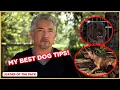 Learn the Basics of Dog Training Staffordshire Bull Terrier Leader of the Pack