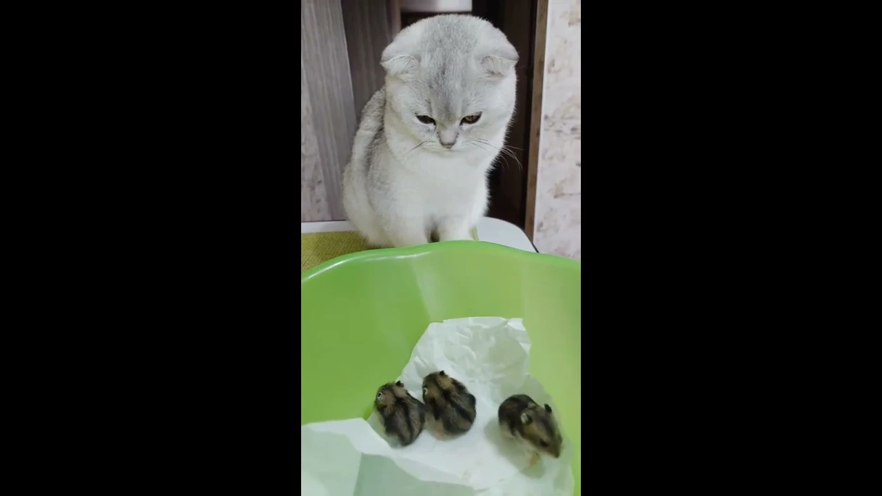 Scottish fold cat with her friends😍😊🐹🐹🐱