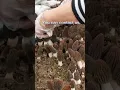 Download Lagu The 2022 morel growing season is begin.#how to grow morel mushroom