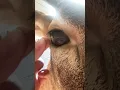 Deer eye turn your volume up