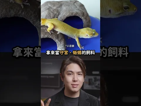 港海關在行李箱查獲13公斤活蟑螂！｜志祺七七 Shorts #daily