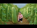 Download Lagu Harvesting 1000+ Giant Winter Melons and Bringing Them to the Market – Cooking Food for the Pigs