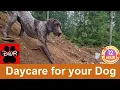 Daycare for your dog Keep your dog busy while you are away or while you hang out