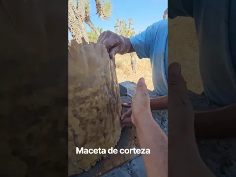 corteza de madera bien aplicado en maceta