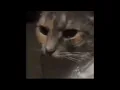 cat suddenly shocked meme template cat shocked new meme template