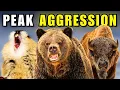 The 6 Most AGGRESSIVE Animals in Alaska