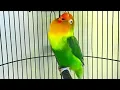 Download Lagu LOVEBIRD NGETIK NGEKEK PANJANG