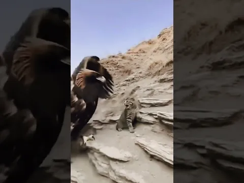 Cat vs eagle real fight #cat #animals #shorts