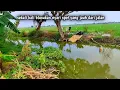 Download Lagu Wajar saja banyak ikan mas nya‼️parit yang belum terjamah pemancing
