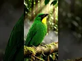 Download Lagu Cucak Hijau – Suara Zamrud Daerah Tropis #natureshorts #birds