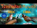 Download Lagu Tembakan mewah SRDC VS CiLiLin gacor | full isian | #kicaumania #burungkicau #plandukbukitgacor