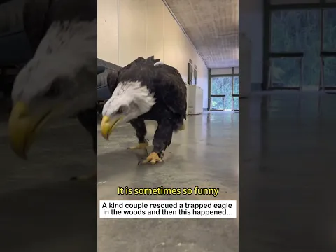 The Eagle's Return #animals #wildliferescue #lovestory #rescue #wildlife #eagle #birds #love
