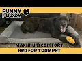 Funny Fuzzy Dog Approved Bed
