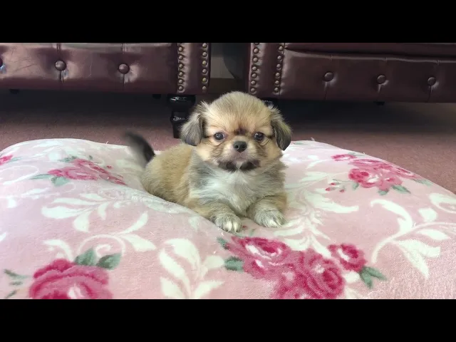 動画