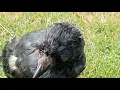 Download Lagu reacued jackdaw three months old can't fly,we reacued two birds one already fly away
