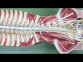 Review of Flat Spinal Cord Nerve Model Version 2