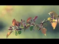 Tere Dar Par Sanam Male.mp3