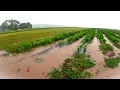 Download Lagu Huge storm slows harvest