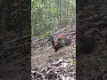 Download Lagu mikat ayam hutan paling memilukan