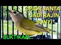 Download Lagu OPIOR JAWA BETINA DAN JANTAN BERSAHUTAN SUARANYA BIKIN OPIOR LAIN IKUT BUNYI