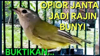 Download OPIOR JAWA BETINA DAN JANTAN BERSAHUTAN SUARANYA BIKIN OPIOR LAIN IKUT BUNYI MP3