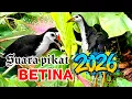 Lagu SUARA PIKAT RUAK-RUAK BETINA MEMANGGIL JANTAN AMPUH SUARA JERNIH 5MENIT DATANG 